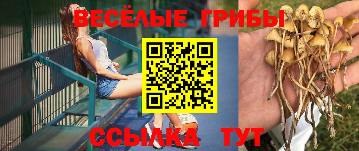 Псилоцибиновые грибы мицелий Химки